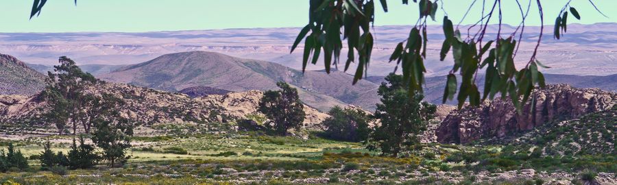 Valle con eucaliptos