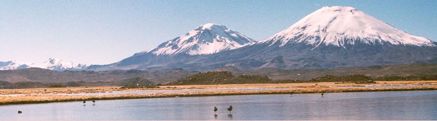Vicuñas
